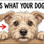 🐶  Your Dog Doesn’t See You as Human – (Here’s What You Really Are to Them)
