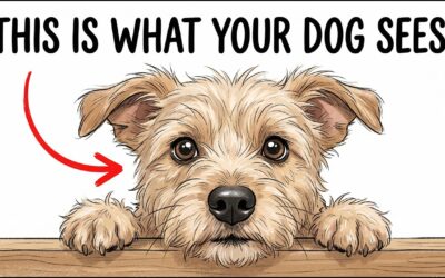 🐶 Your Dog Doesn’t See You as Human – (Here’s What You Really Are to Them)