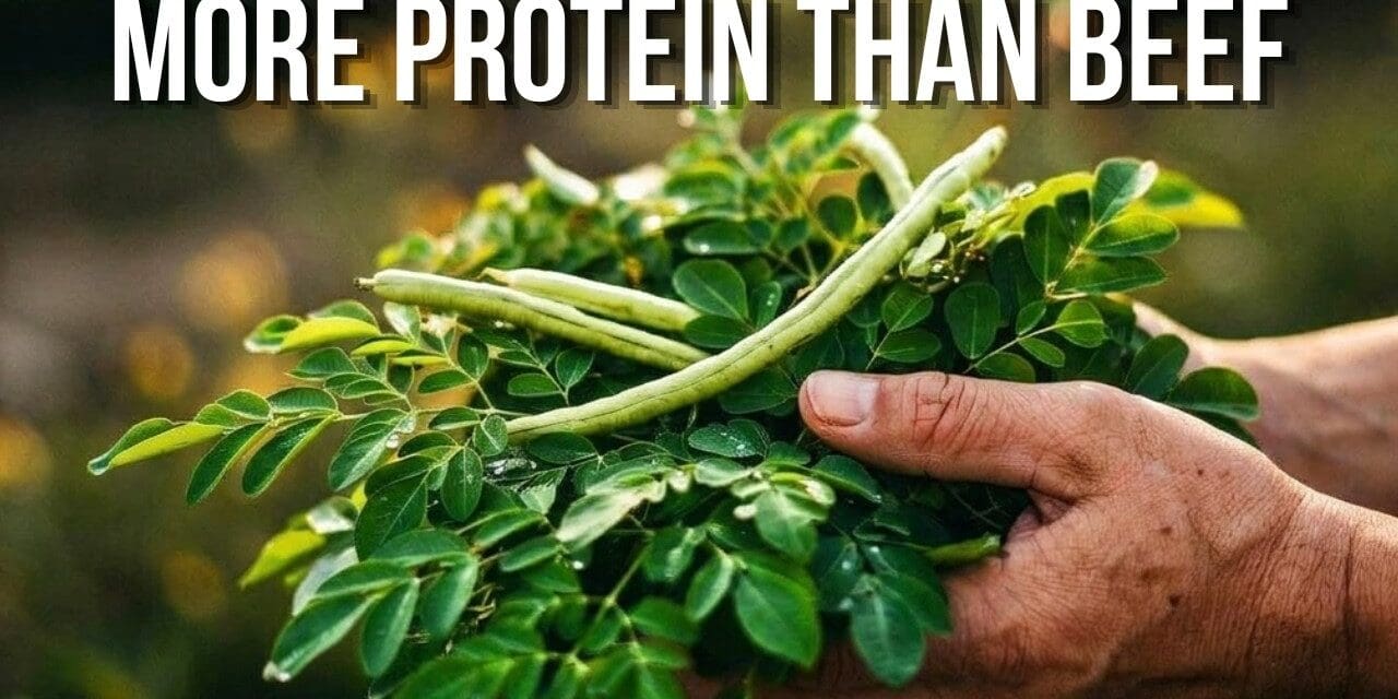 🌱 16 Plants With MORE Protein Than Beef (You’re Eating #9 Wrong)
