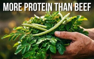🌱 16 Plants With MORE Protein Than Beef (You’re Eating #9 Wrong)