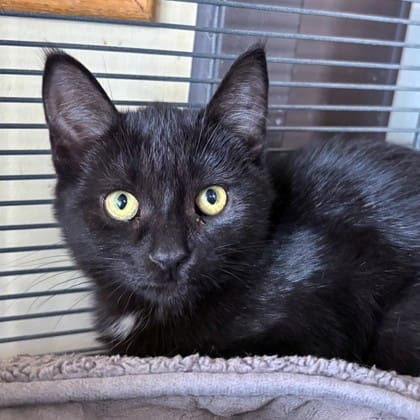 Meet-Back-To-Black
