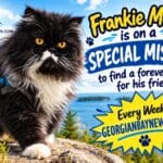😻❤️🐶 Frankie Malloy is on a SPECIAL MISSION to find “Boi and Black Friday a Forever Family” | georgianbaynews.com
