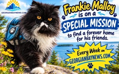 😻❤️🐶 Frankie Malloy is on a SPECIAL MISSION to find “Chai and Bertie Bott a Forever Family” | georgianbaynews.com