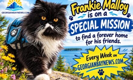 😻❤️🐶  Frankie Malloy is on a SPECIAL MISSION to find “Chai and Bertie Bott a Forever Family” | georgianbaynews.com
