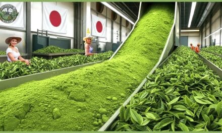 🍵  Inside the World’s Most Expensive Matcha Powder Processing – How Japanese Matcha Is Made