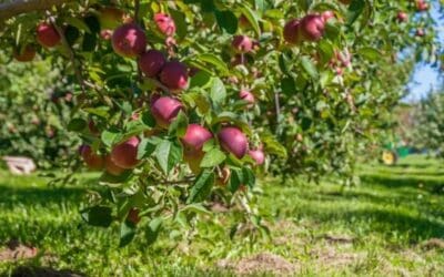 🌾  It’s Harvest Season in Simcoe County | georgianbaynews.com