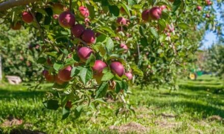🌾  It’s Harvest Season in Simcoe County | georgianbaynews.com