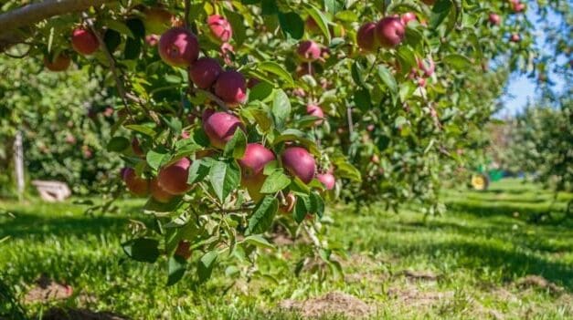 🌾  It’s Harvest Season in Simcoe County | georgianbaynews.com