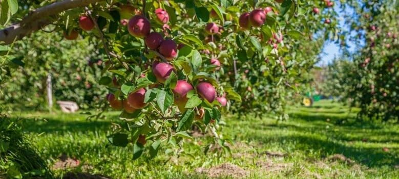 🌾  It’s Harvest Season in Simcoe County | georgianbaynews.com