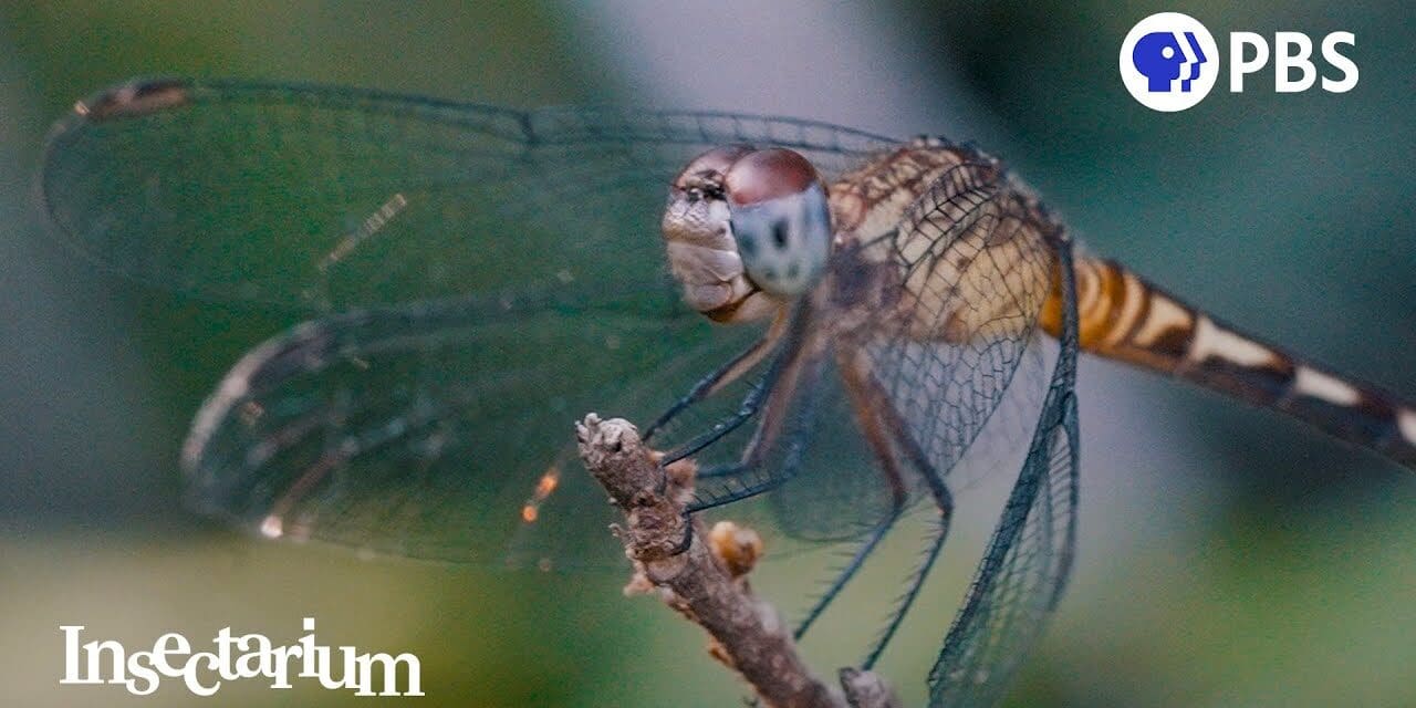 ❤️  Why Dragonflies Are Even More Magical Than You Think