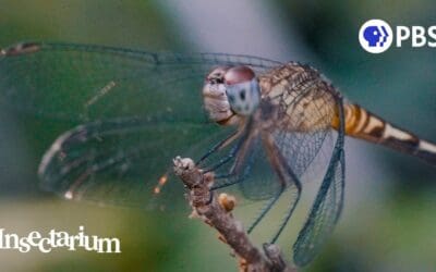 ❤️ Why Dragonflies Are Even More Magical Than You Think
