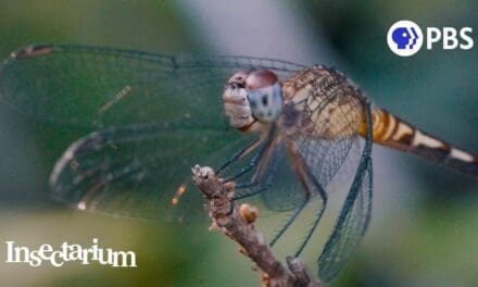 ❤️  Why Dragonflies Are Even More Magical Than You Think
