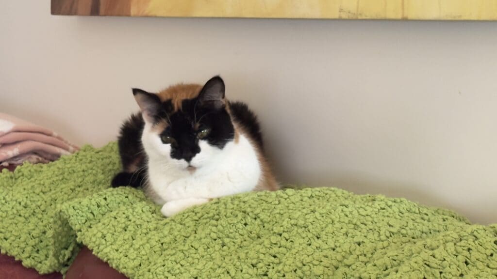 muffin- cat